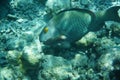 Heavybeak parrotfish Scarus gibbus Royalty Free Stock Photo